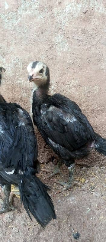 Thai chicks loker for sale game bird for sale 0