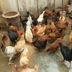 hens for sale