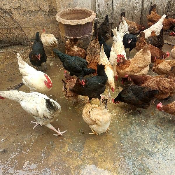 hens for sale 2