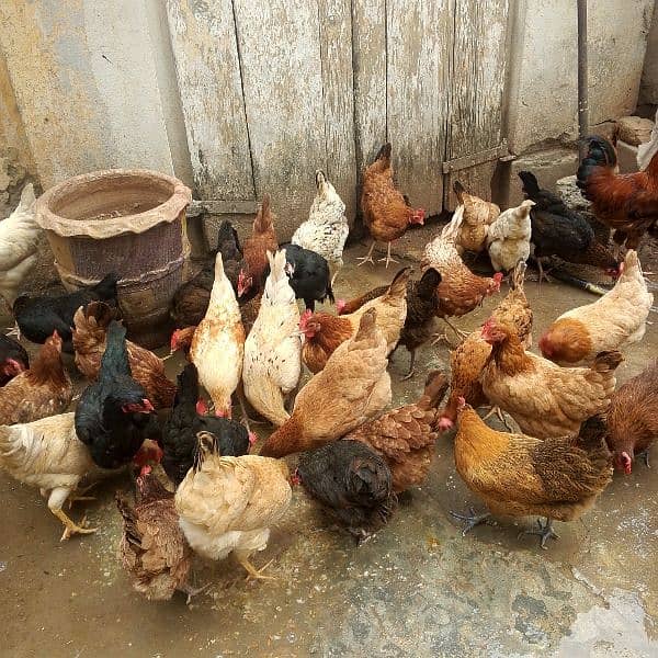 hens for sale 3