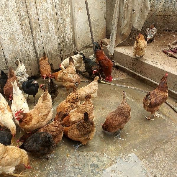 hens for sale 4