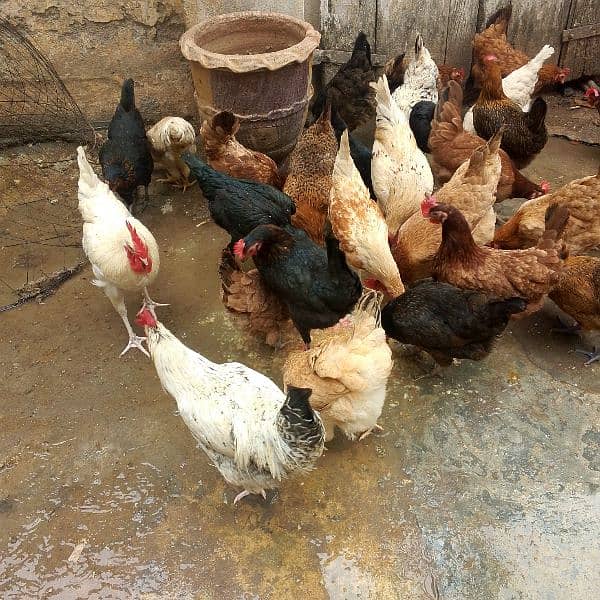 hens for sale 5