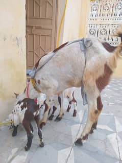 2 bachon waali dogli bakri for sale