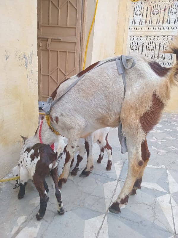 2 bachon waali dogli bakri for sale 0