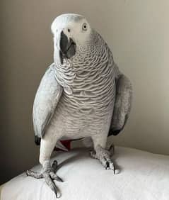 African grey parrot for sale 03=49=68=26=931