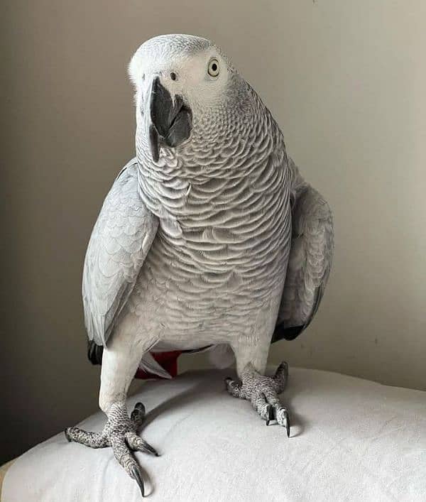 African grey parrot for sale 03=49=68=26=931 0