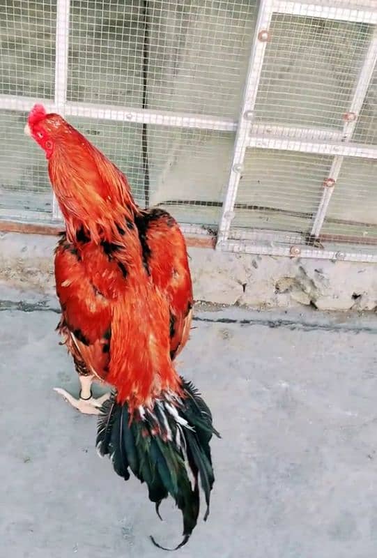 black lasani mushka or red heigh quality murga for sale 30000 dono ka 2