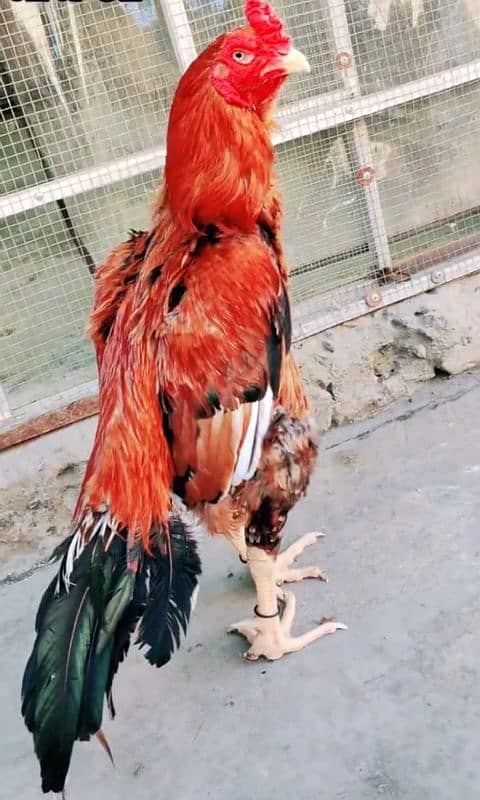 black lasani mushka or red heigh quality murga for sale 30000 dono ka 4