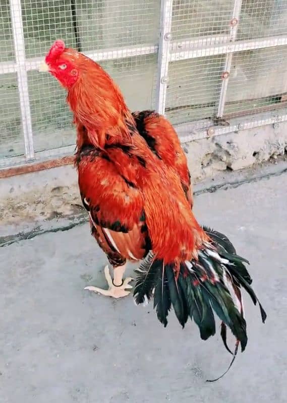 black lasani mushka or red heigh quality murga for sale 30000 dono ka 6