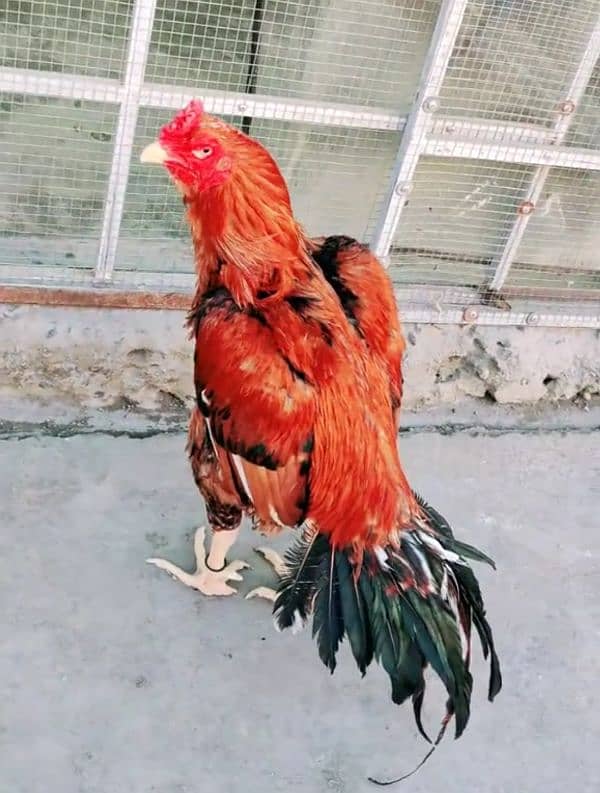 black lasani mushka or red heigh quality murga for sale 30000 dono ka 7