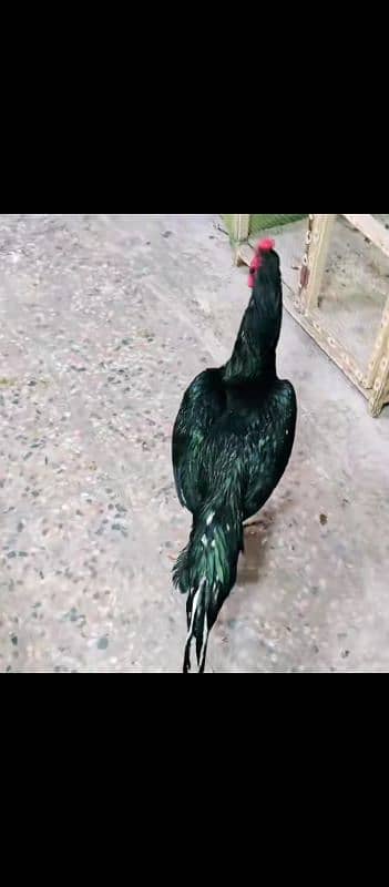 black lasani mushka or red heigh quality murga for sale 30000 dono ka 10