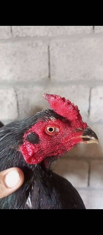 black lasani mushka or red heigh quality murga for sale 30000 dono ka 11