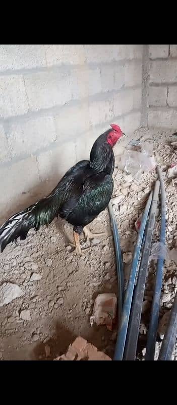 black lasani mushka or red heigh quality murga for sale 30000 dono ka 17