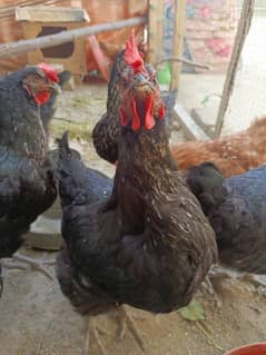 misri new eggs breed