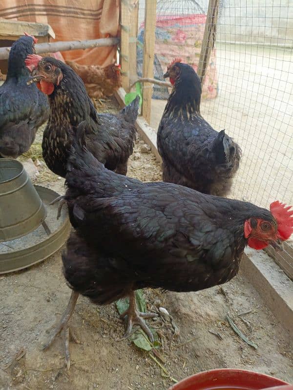 misri new eggs breed 3