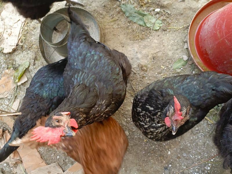 misri new eggs breed 7