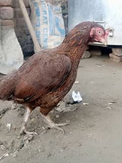 hen