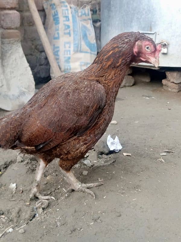 hen for sell 0