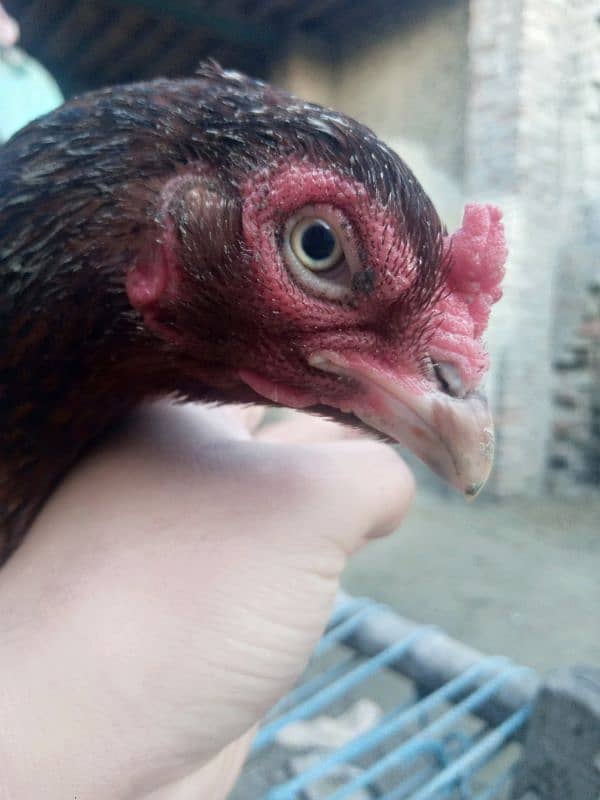 hen for sell 1