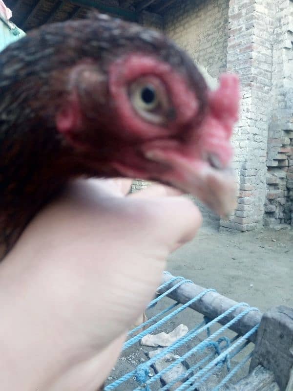 hen for sell 2