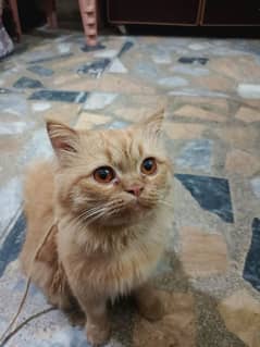 male cat Makkah colony street 6 house no 81 contact 03260886766