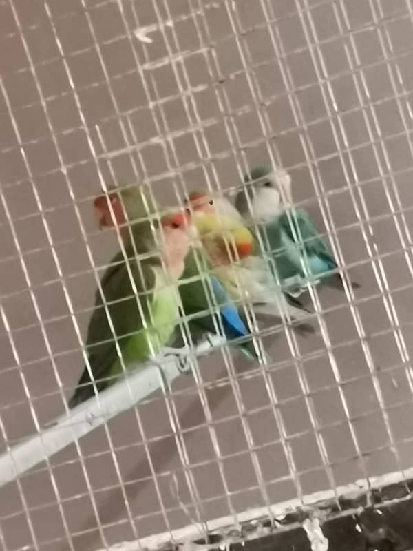 Complete Love Birds Setup For Sale 1