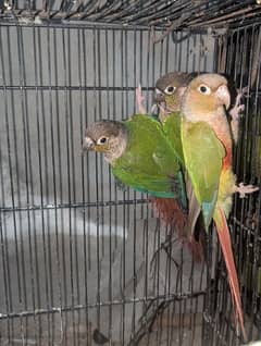 conure