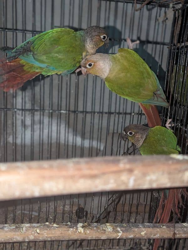 conure 1