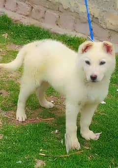 pure white shepherd male 3 month healthy and active family dog