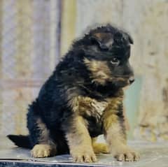 GERMaN SHERPHERD LING COUT PUPS