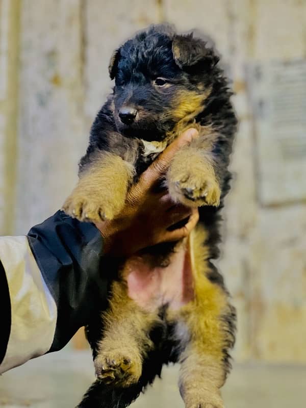 GERMaN SHERPHERD LING COUT PUPS 2