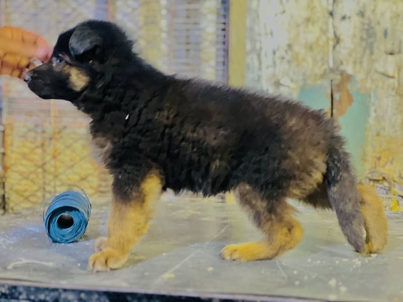 GERMaN SHERPHERD LING COUT PUPS 6