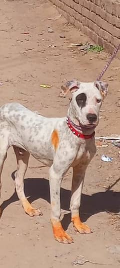 pure lappa gultair male dubble body healthy and active 4 month for sal