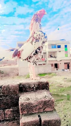 Aseel