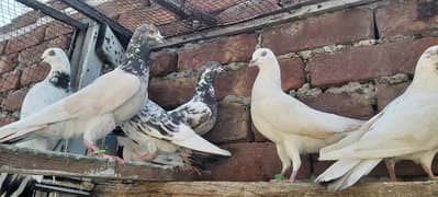 Sialkoti taddi cheenay pigeons for sale.