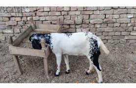 black maki cheni goat for sale