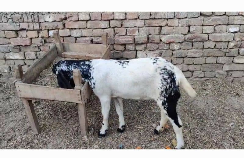 black maki cheni goat for sale 0