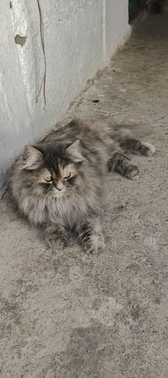 tabby a long-haired breed with a distinctive flat face and large eyes