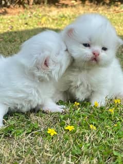 Persian kitten | Persian cat | extreme Punch | doll face | triple coat