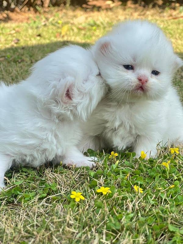 Persian kitten | Persian cat | extreme Punch | doll face | triple coat 0