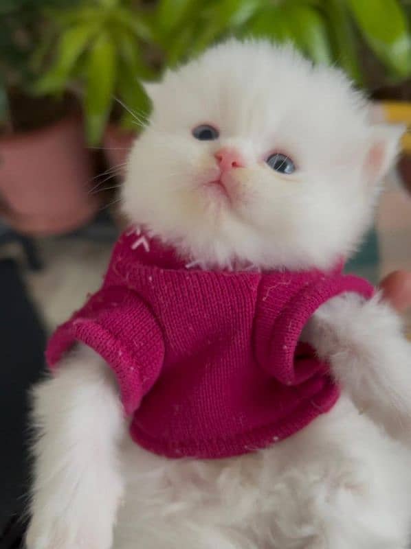 Persian kitten | Persian cat | extreme Punch | doll face | triple coat 1