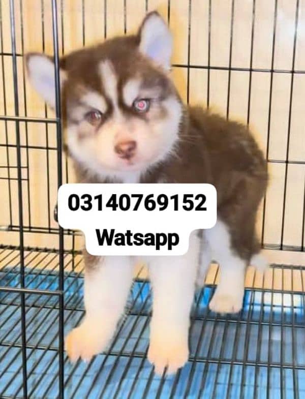 Siberian husky puppies 0