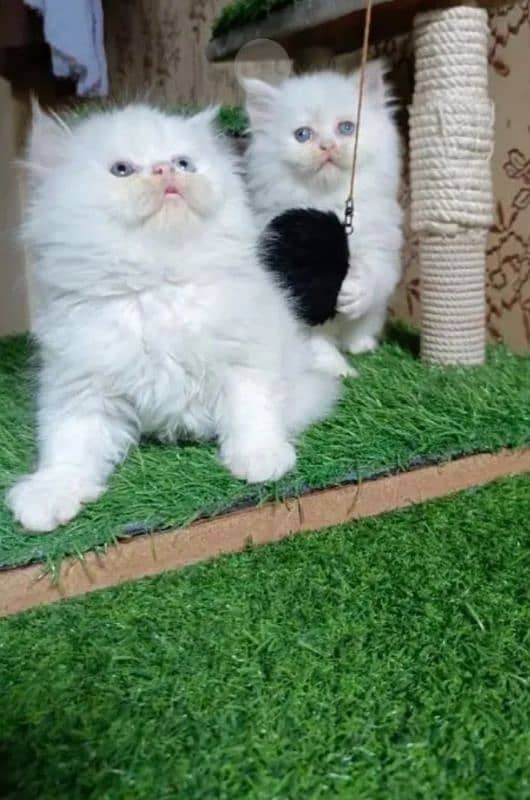 Persian cat My WhatsApp number 03304246398 for sale 1