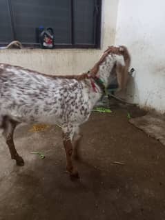 makhi cheena goat