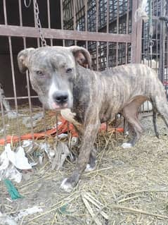 American bully pitbull female 03228076142