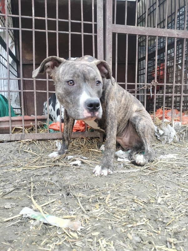 American bully pitbull female 03228076142 1