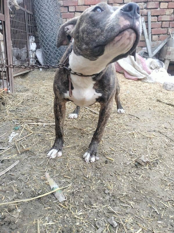 American bully pitbull female 03228076142 3