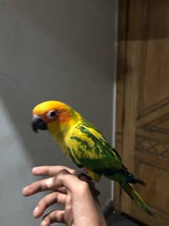 sun conure for sale