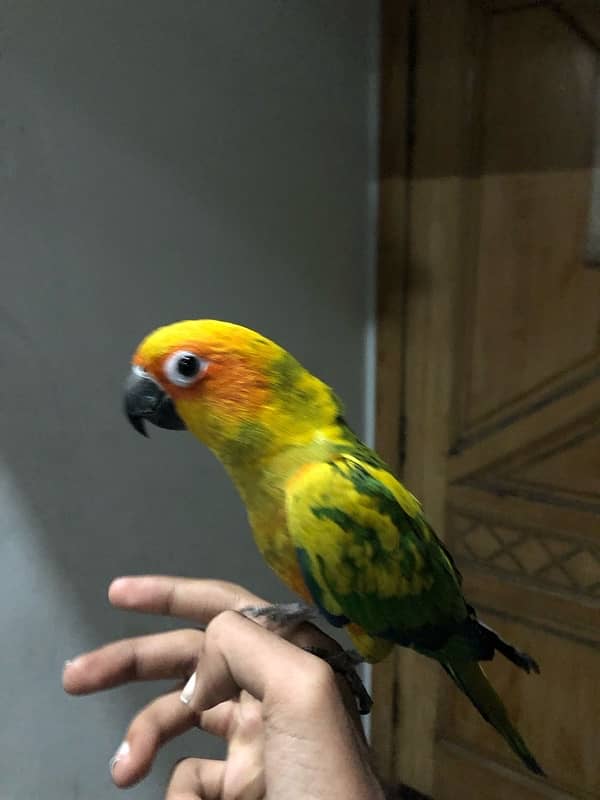 sun conure for sale 1