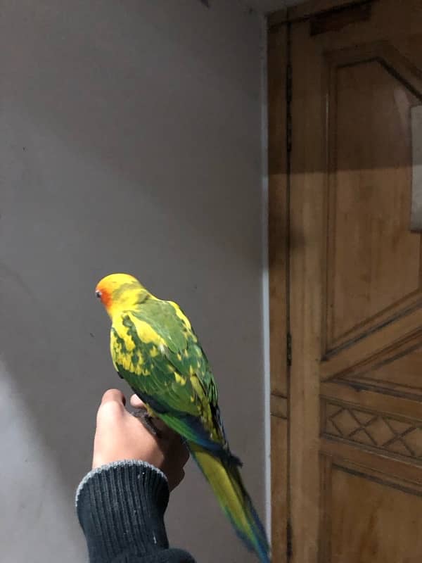 sun conure for sale 2